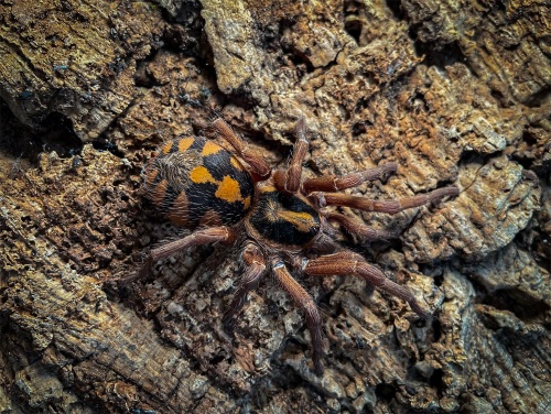 Image for Get up close to a Pumpkin Patch Tarantula this half term! 