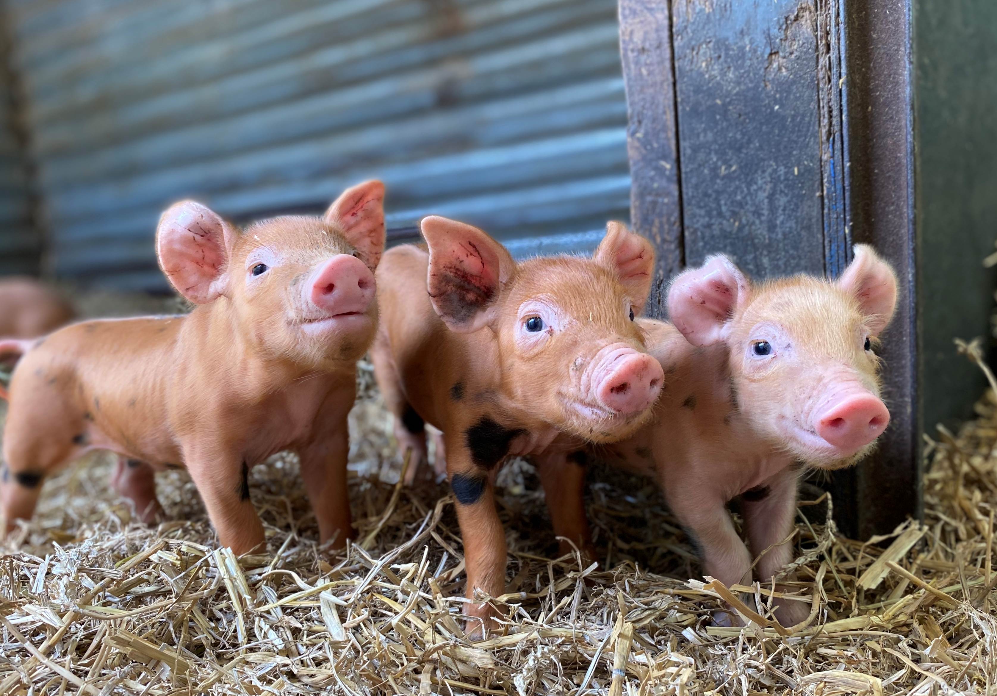 Image for Meet spring-born baby animals at Hatton this Easter!