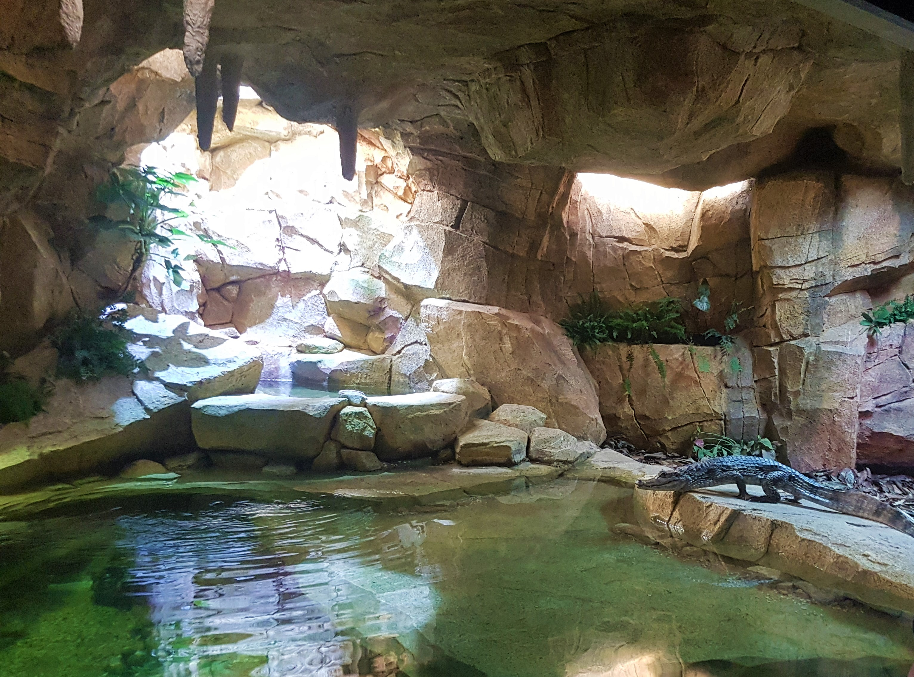 Image for Stratford Butterfly Farm celebrates the first anniversary of  Kenny the Caiman!