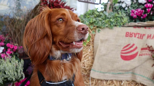 Image for Paws for a cause: family fun day returns to Henley-in-Arden