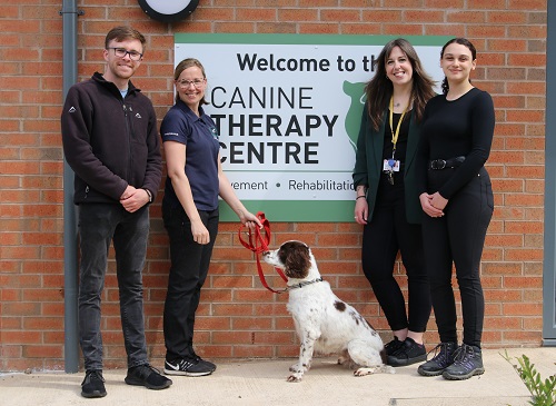 Image for Experts find light therapy can significantly improve the joints of dogs with osteoarthritis