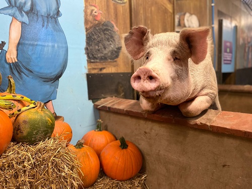Image for Get Ready for a ‘Spooktacular Halloween’ at  Hatton Adventure World with lower prices!