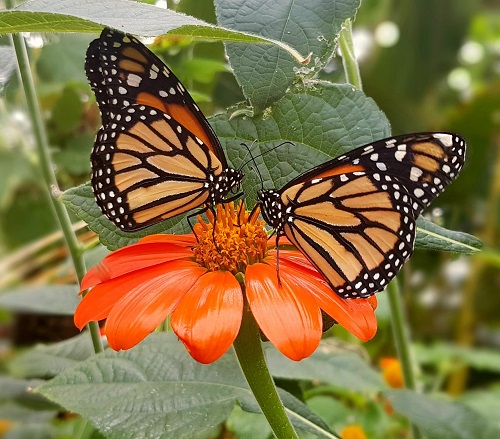 Image for Celebrate the Monarch Butterfly & its link to ‘Day of the Dead’!