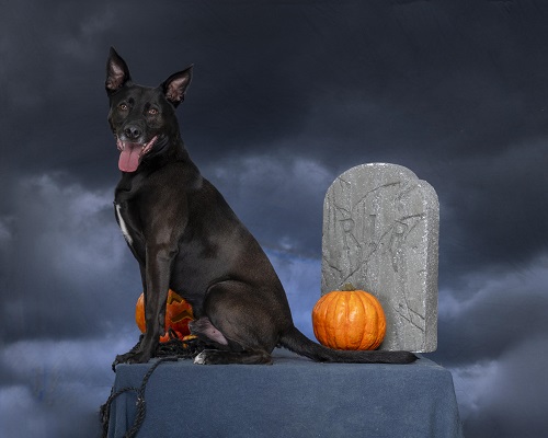 Image for A one-day name change for the RSPCA Coventry & District: Really Spooky People Caring for Animals in Coventry