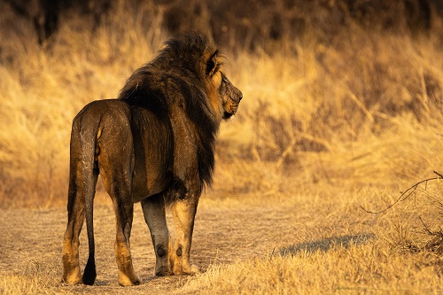 Image for Coventry mum and student on track to a dream career in wildlife conservation